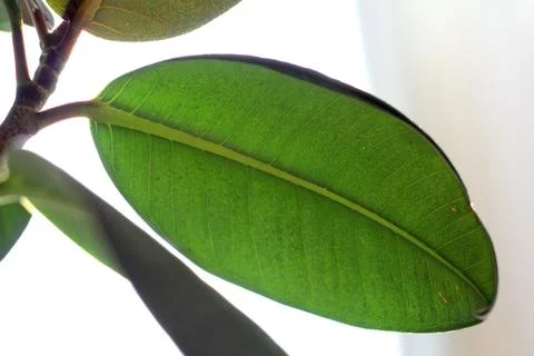 A Large Green Rubber Leaf Foto stock