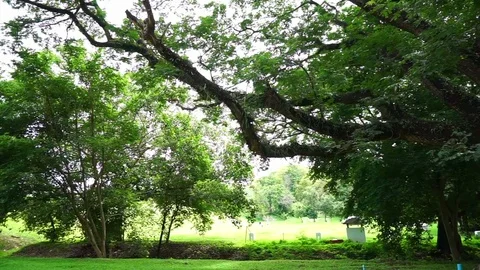Large green Samanea saman tree standing in green nature background Stock Footage 71347080