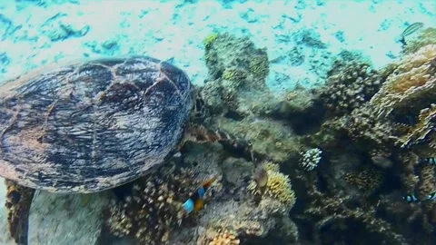 Large Green Sea Turtle Attacked by Clownfish and Territorial Reef Fish in Las Ca Stock Footage 340750573