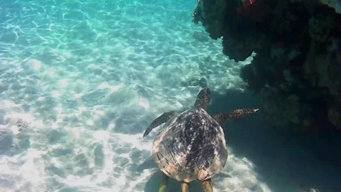 Large Green Sea Turtle Encounters Stingray Among Corals in Las Cabanas, Red Sea, Stock Footage 340605788