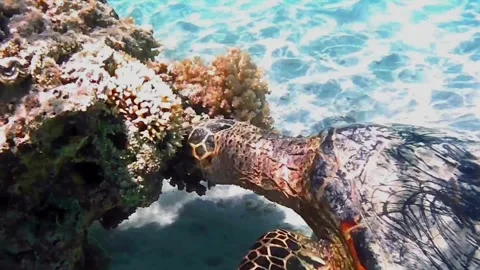 Large Green Sea Turtle Feeding on Coral Reef in Las Cabanas, Red Sea, Egypt Stock Footage 340605787