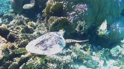 Large Green Sea Turtle Provokes Territorial Reef Fish in Las Cabanas, Red Sea, E Stock Footage 340605818