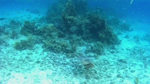 Large Green Sea Turtle Searching for Food Among Coral Reef, Las Cabanas, Red Sea Stock Footage 340542725