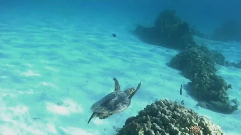 Large Green Sea Turtle Searching for Food Among Corals in Las Cabanas Lagoon, Re 스톡 동영상 341290651
