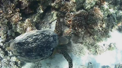 Large Green Sea Turtle Searching for Food Among Corals in Las Cabanas Lagoon, Re Stock Footage 341290662
