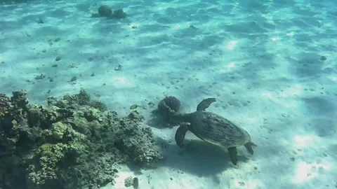 Large Green Sea Turtle Searching for Food Among Corals in Las Cabanas Lagoon, Re Stock Footage 341290673