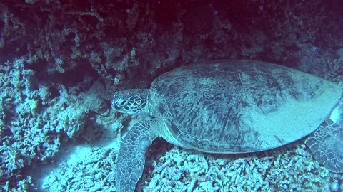 Large green sea turtle sleeping on tropical sea shallow lagoon reef Stock-Footage 194839102