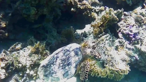 Large Green Sea Turtle Surfaces to Breathe and Returns to Coral Reef in Las Caba Stock Footage 340605814