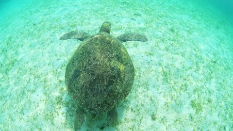 A Large Green Sea Turtle Swims in the Shallow of Indonesia Vídeo Stock 344614190