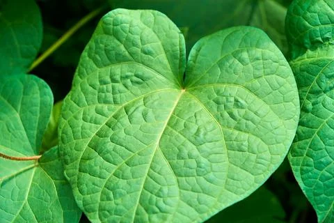 Large green sheet closeup Stock Photos