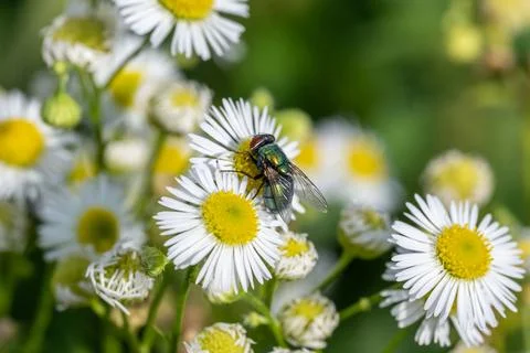 Large green shiny fly resting on a white wild flower in a garden Фото