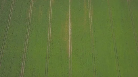Large green soybean field. Top view Video stock 175989587