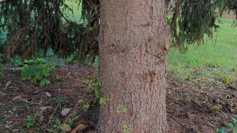 Large green spruce forest macro video 스톡 동영상 319788202