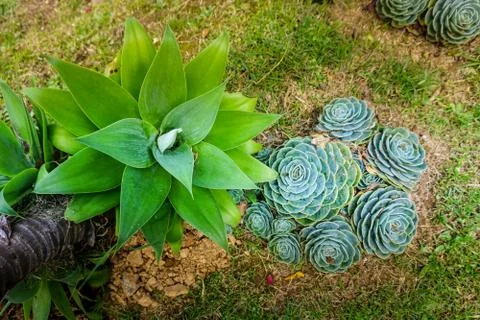 Large green succulent Stock Photos