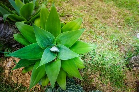 Large green succulent Stock Photos