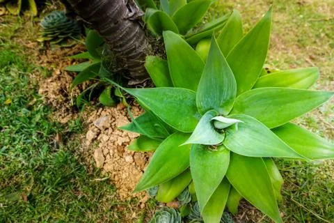 Large green succulent Stock Photos