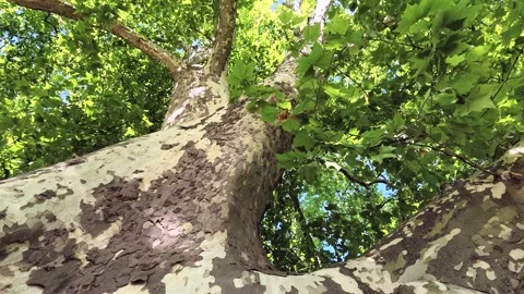 Large green sycamore tree, sycamore by the lake with reflections, panning shot Stock Footage 342282115