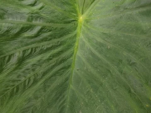 Large Green Taro Leaf Close Up - Colocasia Texture Borneo 1080p Stock Photos