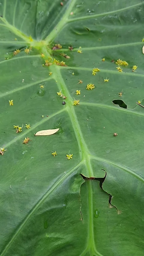 Large green taro leaf, swaying gently in light breeze with tiny yellow flow.. Video stock 343248715