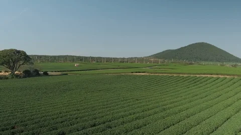 A large green tea field on a flat surface a rural view of the mountains and the  Stock Footage 122061756