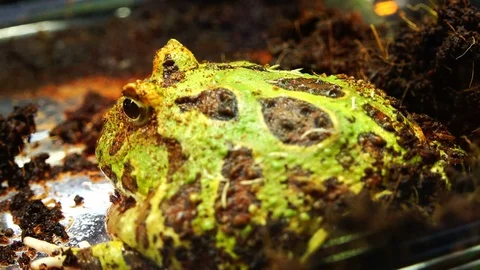 Large green toad covers outward bulging eyes Stock Footage 77913121