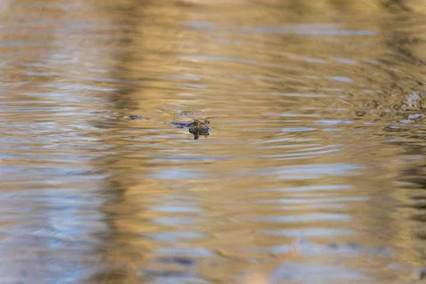 A large green toad frog in its natural habitat. An amphibian swims on the sur Stock Photos
