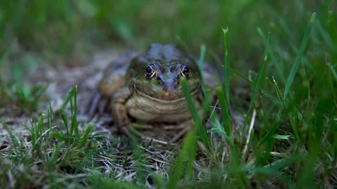 A large green toad sits on the grass. Swamp toad close-up Stock Footage 113482327