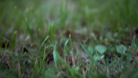 A large green toad sits on the grass. Swamp toad close-up Stock Footage 113482415