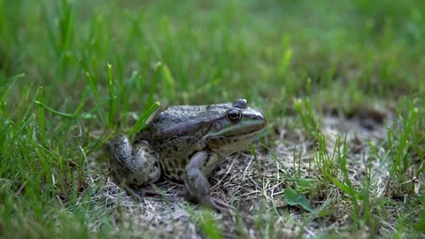 A large green toad sits on the grass. Swamp toad close-up Stock Footage 113482670