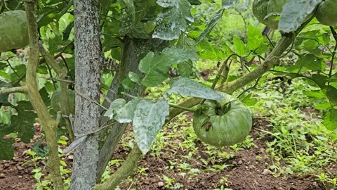 Large green tomatoes hang on plants with visible protective pest-control spray Video stock 342036893