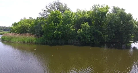 Large green tree above the river, flight over the river, low over the water Stock Footage 90076323