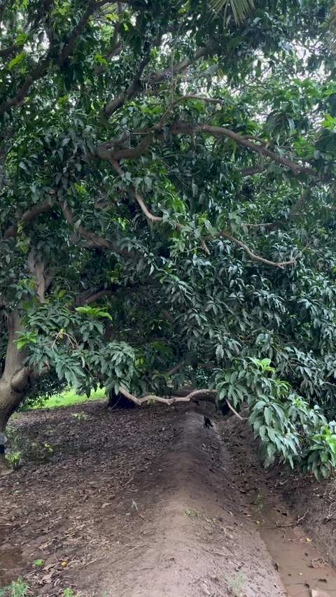Large Green Tree and Dirt Ditch 스톡 동영상 337179465