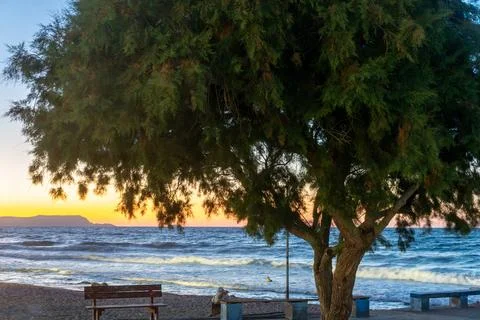 Large green tree and empty wooden bench on sea coast at sunset Fotos Stock
