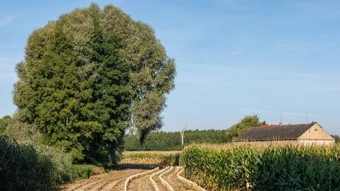 A large green tree and a rustic barn standing by a harvested cornfield unde.. Stock Photos