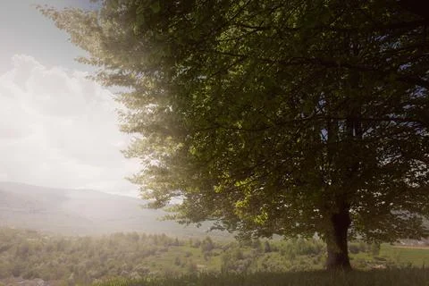 A large green tree in the background of a mountain landscape. Sunshine. Stock Photos