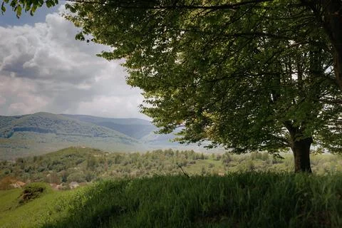 A large green tree in the background of a mountain landscape. Stock Photos