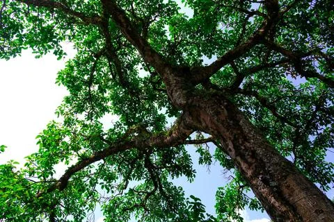 Large green tree canopy seen from below Stock Photos