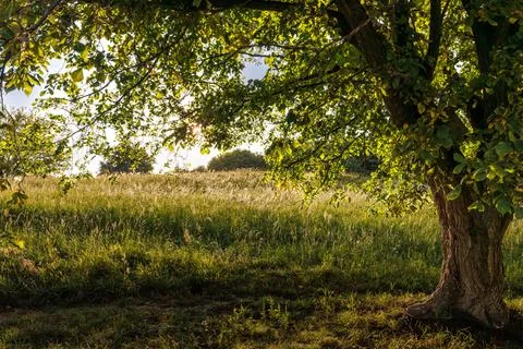 Large green tree casting a shadow on a wild grass meadow in the countryside.. Stock Photos