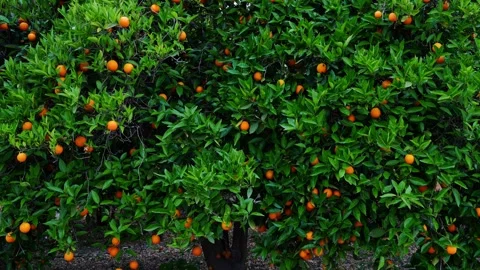 Large green tree covered with ripe orange fruits swaying in strong wind. Stock Footage 325908864