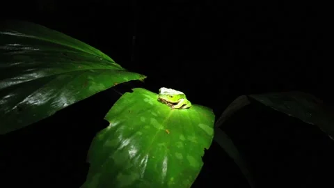 A large green tree frog that is sleeping on a green elongated leaf that slowly Stock Footage 142748427