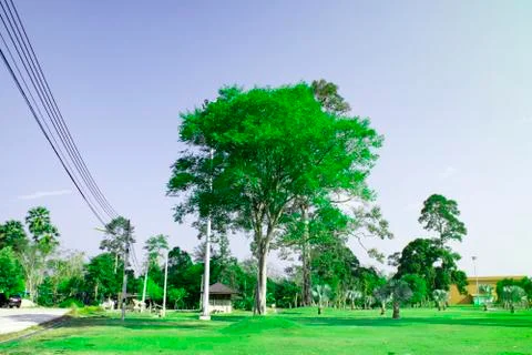 Large green tree on green grass field in park, Beautiful big green tree with  Stock Photos