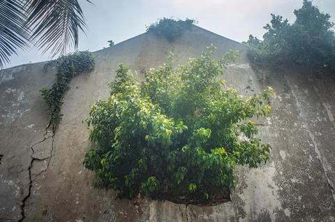 A large green tree grows out of a cracked, weathered wall, showcasing natur.. Stock Photos