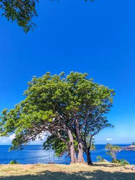 Large green tree with a hanging swing on a coastal cliff Stock Photos
