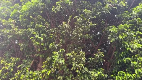 Large green tree leaves moving gently under a clear blue sky Stock Footage 314098038
