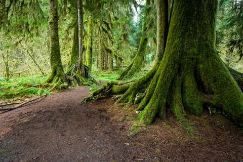Large green tree Stock Photos