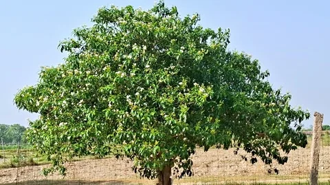 Large Green Tree With Small White Flowers Beside Field Vídeo Stock 335834083