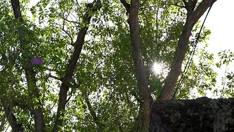 Large Green Tree Standing in Peaceful Public Park Stock Footage 329301474