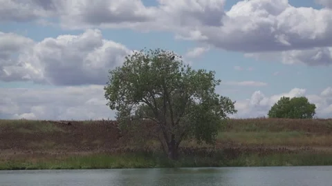 A large green tree stands beside a river with birds Stock Footage 339025524