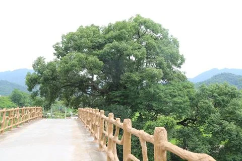 A large green tree stands on the side of an asphalt road, surrounded by lus.. Stock Photos