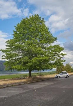 Large green tree in a state park Oregon state. Stock Photos